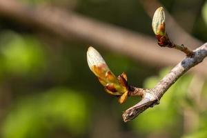 Bourgeons collants du marronnier éclatant en feuilles photo