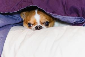 mignon chien chihuahua, jetant un coup d'œil sous la couverture douce.