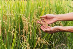 main de l'agriculture tenant doucement le riz jaune dans la rizière. photo