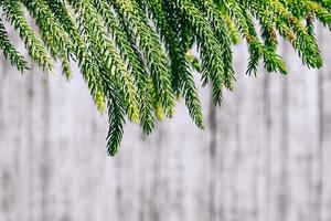 feuilles de pin décorées sur un fond en bois blanc. photo