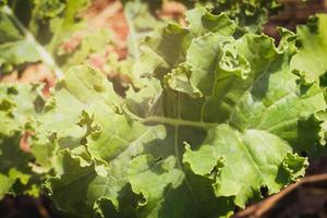 gros plan d'une plante verte de chou frisé dans une ferme de légumes biologiques. photo