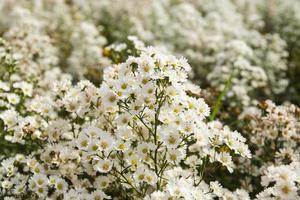 gros plan de fleurs d'aster fleurissant dans un champ. photo