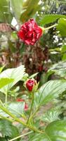 fleurs plantes en plein air jardin vert photo