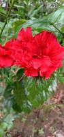 fleurs plantes en plein air jardin vert photo