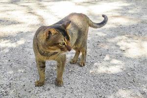 beau chat mignon aux yeux verts dans la jungle tropicale mexique. photo