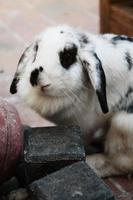 joli lapin blanc sur sol en béton. photo