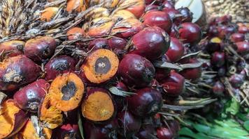 vue rapprochée des fruits frais du palmier à huile dans une plantation de palmiers à huile. photo