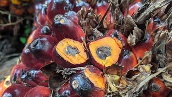 vue rapprochée des fruits frais du palmier à huile dans une plantation de palmiers à huile. photo