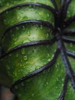 colocasia pharoah's mask green leafe avec ligne noire et chute de pluie sur vert photo