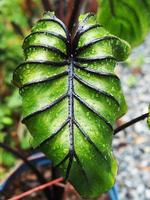 colocasia pharoah's mask green leafe avec ligne noire et chute de pluie sur vert photo