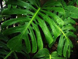 monstera vert géant et arrière-plan geen frais photo