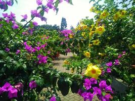 fleurs jaunes et violettes dans le jardin de fleurs photo