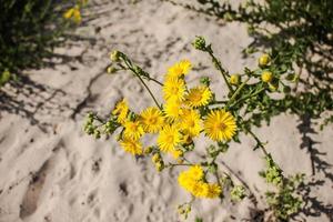 fleurs étonnantes dans les jardins botaniques d'israël colorés et beaux photo