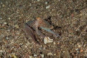 Octopus king of camouflage dans la mer rouge, eilat israël photo