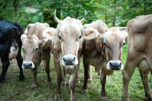 vache aux cornes acérées photo