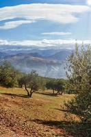 la sierra nevada vue depuis les oliveraies du llano de la perdiz à grenade photo
