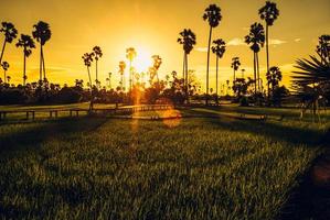 coucher de soleil sur un champ agricole et un palmier. champ d'herbe et un arbre avec un ciel dramatique au coucher du soleil