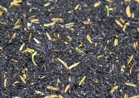 de petites graines fraîches de cosmos commencent à pousser un arbre avec des feuilles vertes sur un sol de balle de riz noir sale. jolie plante fraîche poussant en saison estivale. photo