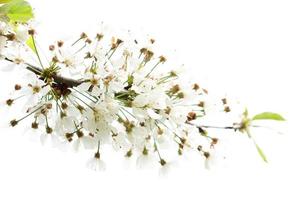 branche de fleur de cerisier sauvage blanc, fond de nature photo