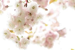 arbre de sakura en fleurs, fleur de jardin de cerisiers japonais photo