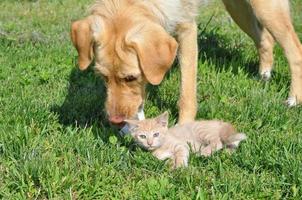 Chat tigré domestique orange et chien labrador photo