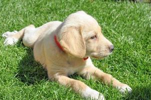 mammifère chien domestique du labrador aka canis lupus familiaris dans le g photo