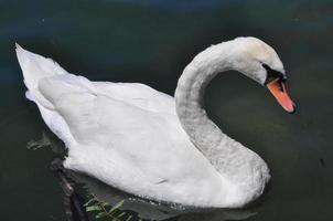 cygne oiseau animal photo