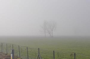 brouillard dans le champ à l'aube photo