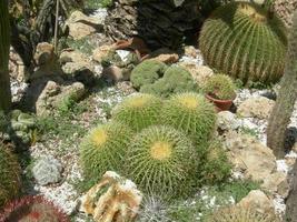 détail de la plante grasse de cactus ornemental succulent photo