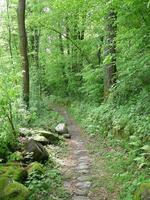 chemin dans le bosquet photo