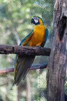 gros plan d'ara mignon oiseau mignon et coloré de la faune, ara bleu et jaune sur l'arbre, concept de conservation des animaux et de protection des écosystèmes. photo