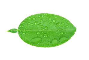 feuilles de citron vert avec des gouttes d'eau isolé sur fond blanc photo