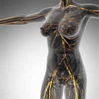 science anatomie du corps humain en rayons x avec des vaisseaux sanguins brillants photo