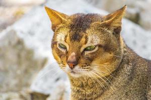 beau chat mignon aux yeux verts dans la jungle tropicale mexique. photo