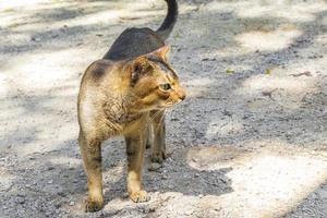 beau chat mignon aux yeux verts dans la jungle tropicale mexique. photo