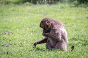 babouin gelada gros plan photo