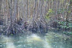 reflet de la forêt de mangrove dans le lac photo