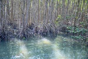 reflet de la forêt de mangrove dans le lac photo