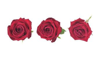 belle rose rouge gros plan doux isolé sur fond blanc avec un tracé de détourage, fleur romantique et parfumée photo