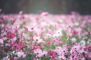 fleur de cosmos rose champ de fleurs de cosmos en fleurs, belle image de parc extérieur de jardin d'été naturel vif. photo