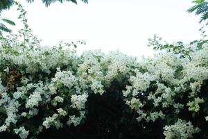 beau bougainvillier blanc, fleur de papier tropical qui fleurit dans le jardin d'été photo