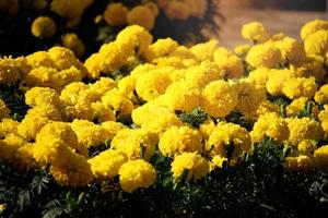 belles fleurs de souci jaune fleurissant dans le jardin d'été photo