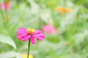 beau zinnia rose pourpre vif qui fleurit dans le jardin de champ de fleurs d'été. photo