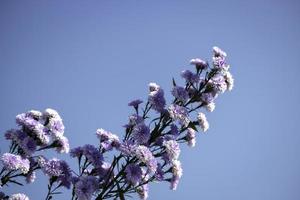 belle fleur de margaret pourpre qui fleurit dans le jardin avec un ciel bleu, mae rim, chiang mai, thaïlande photo