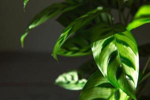 calathea leopardina motif vert feuille gros plan. plantes d'intérieur en pot, décoration intérieure verte, soins et culture, variété de marantacées. photo