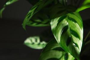 calathea leopardina motif vert feuille gros plan. plantes d'intérieur en pot, décoration intérieure verte, soins et culture, variété de marantacées. photo