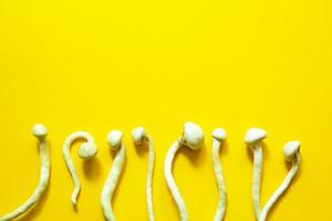 champignons psilocybine séchés sur fond jaune, variété psilocybe cubensis rasta blanc. culture, création de conditions. microdosage, trip psychédélique, récréation et changement de conscience photo