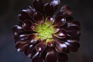 maison fleur aeonium gros plan - rosette bordeaux de pétales, milieu vert. succulent est un symbole de l'harmonie fibonacci. soin des plantes d'intérieur photo