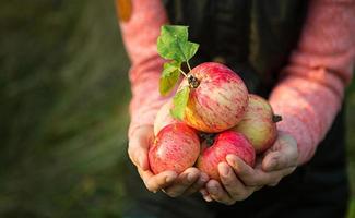 rose avec des rayures pommes fraîches des branches dans les mains des femmes sur un fond vert foncé. fête des récoltes d'automne, agriculture, jardinage, action de grâces. ambiance chaleureuse, produits naturels et éco-responsables photo