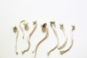 champignons psilocybine séchés sur fond blanc, variété psilocybe cubensis rasta blanc. culture, création de conditions. microdosage, trip psychédélique, récréation et changement de conscience photo